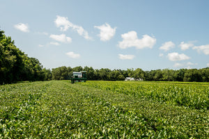 A photo of the Charleston Tea Garden tea farm in Charleston, SC.