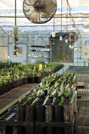 A photo of tea growing in a greenhouse at Charleston Tea Garden, a Charleston plantation