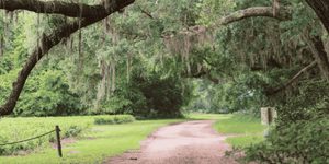 Angel Oak Tree canopy on Johns Island SC, a top stop for things to do near Charleston