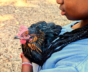 A person with braided hair wearing a blue shirt gently holding a black and orange chicken outdoors over a ground covered with dry leaves.