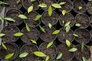 Young green tea leaves sprout from multiple small black pots filled with soil, arranged closely together on a wire mesh surface.