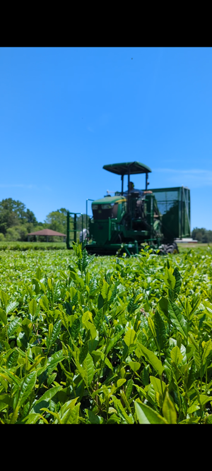 Rows of lush green tea plants fill a sunny field, with a green tea harvesting machine visible beneath a bright blue sky.