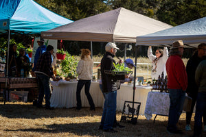 People browsing and shopping at outdoor market stalls under canopy tents on a sunny day, with plants and various items displayed on tables.