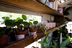 Potted houseplants and trailing greenery arranged on rustic wooden shelves beside a sunlit window in a garden shop interior