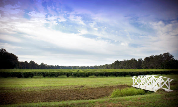 An image of the Charleston Tea Garden tea farm in South Carolina. 