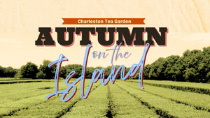 Charleston Tea Garden graphic reading Autumn on the Island over a sunlit green tea field with rows of plants and trees in the background