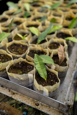 Rows of young tea seedlings growing in small biodegradable pots on a greenhouse tray at Charleston Tea Garden.