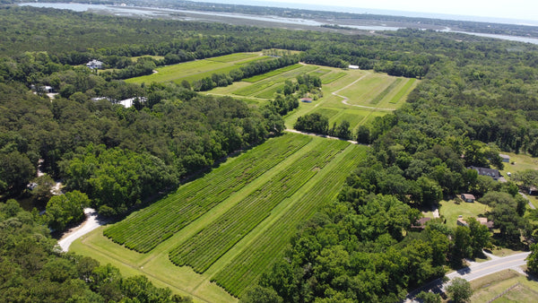 Aerial image of Charleston Tea Garden in Charleston, SC, a Bigelow Tea Company partner. 