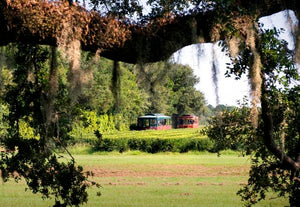 A photo of trolleys exploring the tea plantation in Charleston.