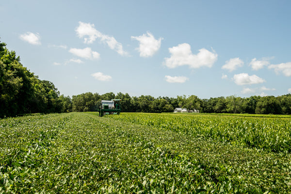 A photo of the Charleston Tea Garden tea farm in Charleston, SC. 