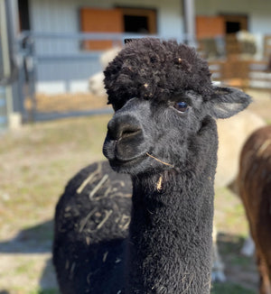 Close-up portrait of a black alpaca with a fluffy head standing outdoors near a farm shelter.