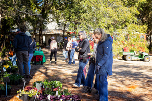Visitors browse colorful potted plants at a sunny outdoor garden market while others walk along a tree-lined path.