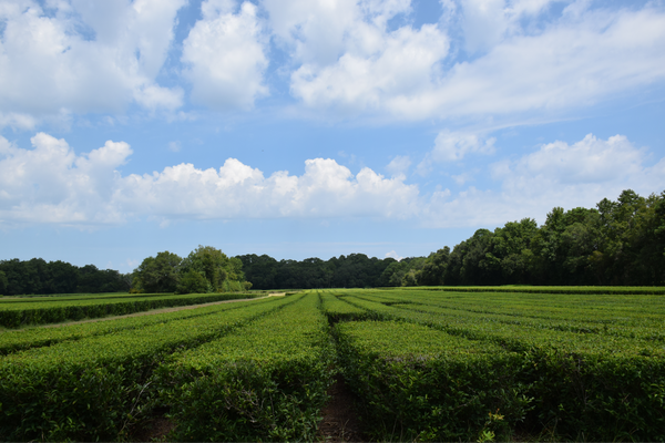 Charleston Tea Fields