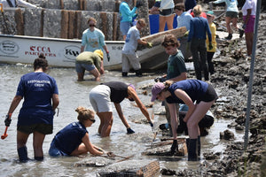 Volunteers work in shallow coastal water and mud, collecting materials near oyster cages during a shoreline restoration project.