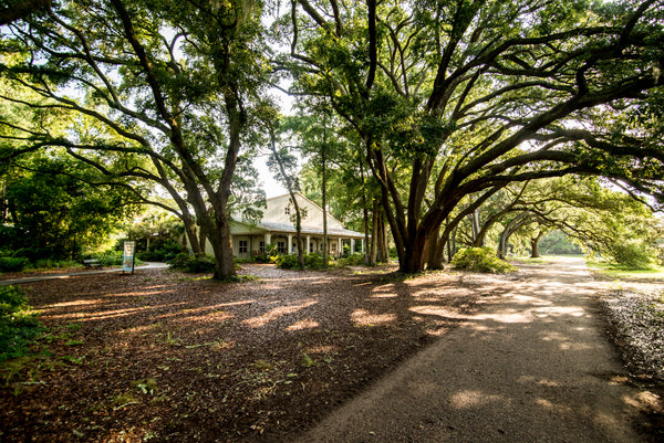 Image of the Charleston Tea Garden giftshop with unique tea gifts and trolley tours in Charleston, SC. Charleston Tea Garden is a Bigelow Tea Company partner. 