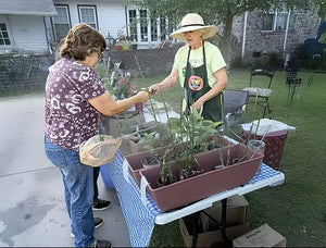 Two women tend young plants in rectangular containers on a table outdoors, with one woman handing a plant to the other beside a house and garden furniture.