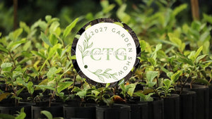 Rows of young tea plants in black nursery pots with a circular Charleston Tea Garden sign nestled among lush green foliage.