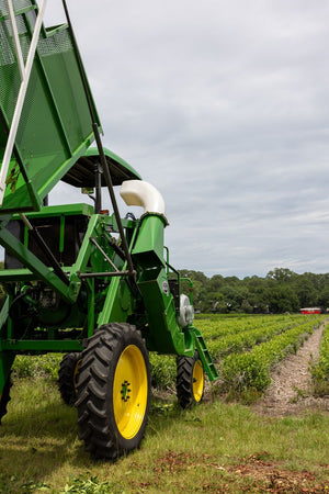 Close-up of a green and yellow agricultural machine next to rows of green tea plants under a cloudy sky at Charleston Tea Garden.