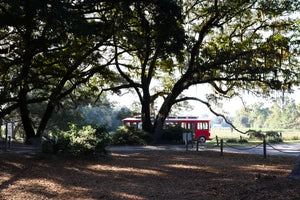 A large oak tree with hanging moss shades a dirt path, with a red trolley partially visible behind the tree, set against a background of green fields under a clear sky.