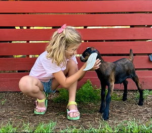 A young girl with a pink bow crouches down and gently pets a small black and brown goat in front of a red wooden fence.