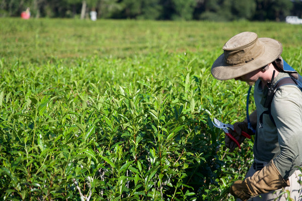 A photo of Charleston Tea Garden, a tea farm that grows pesticide-free tea and is a partner with Bigelow Tea Company. 