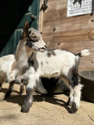 A young black and white goat standing on a dirt floor inside a rustic wooden barn with sunlight casting shadows around it.