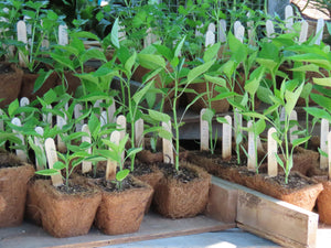 An image of plants at an event at Charleston Tea Garden. 